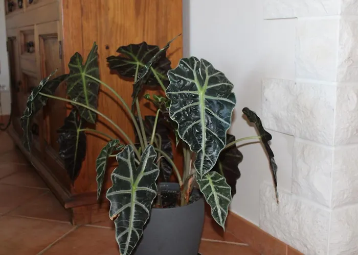 Casa Eunice كارفويرو