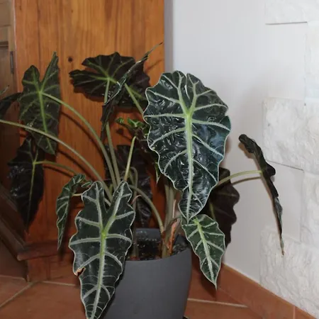 Casa Eunice 카르보에이루